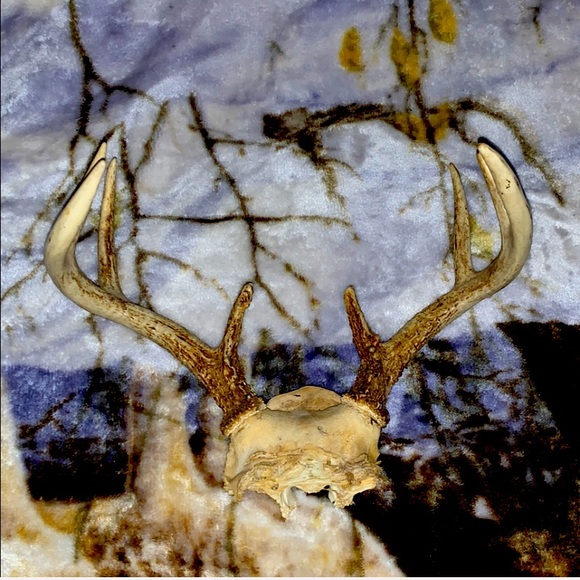 6-8 Point Deer Rack Great for Mounting in Man Cave - Picture 3 of 16